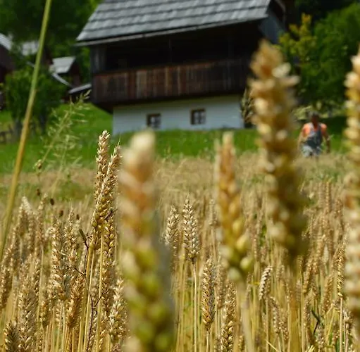 Daire Domacija Koklej - Vintage Vacation